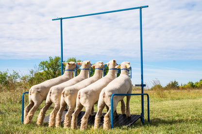 5-Head Show Rail (740-5COMP) sheep and goat show stand for livestock handling and animal flow