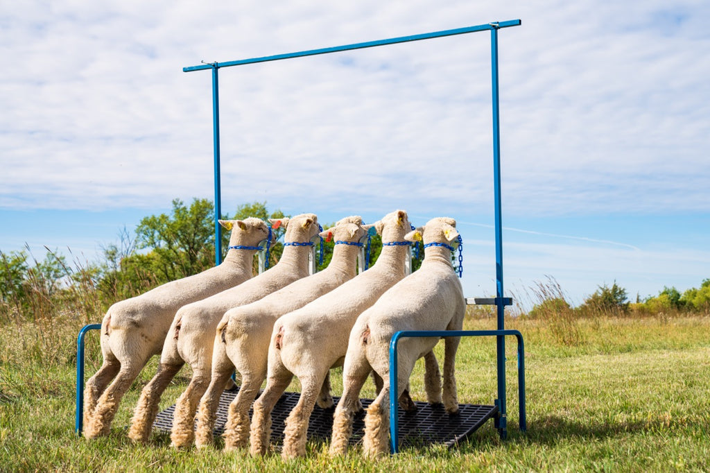 5-Head Show Rail (740-5COMP) | Sheep & Goat Show Equipment | Sydell ...