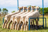 Sydell goat and sheep 5-head show rail with stand and sign holder