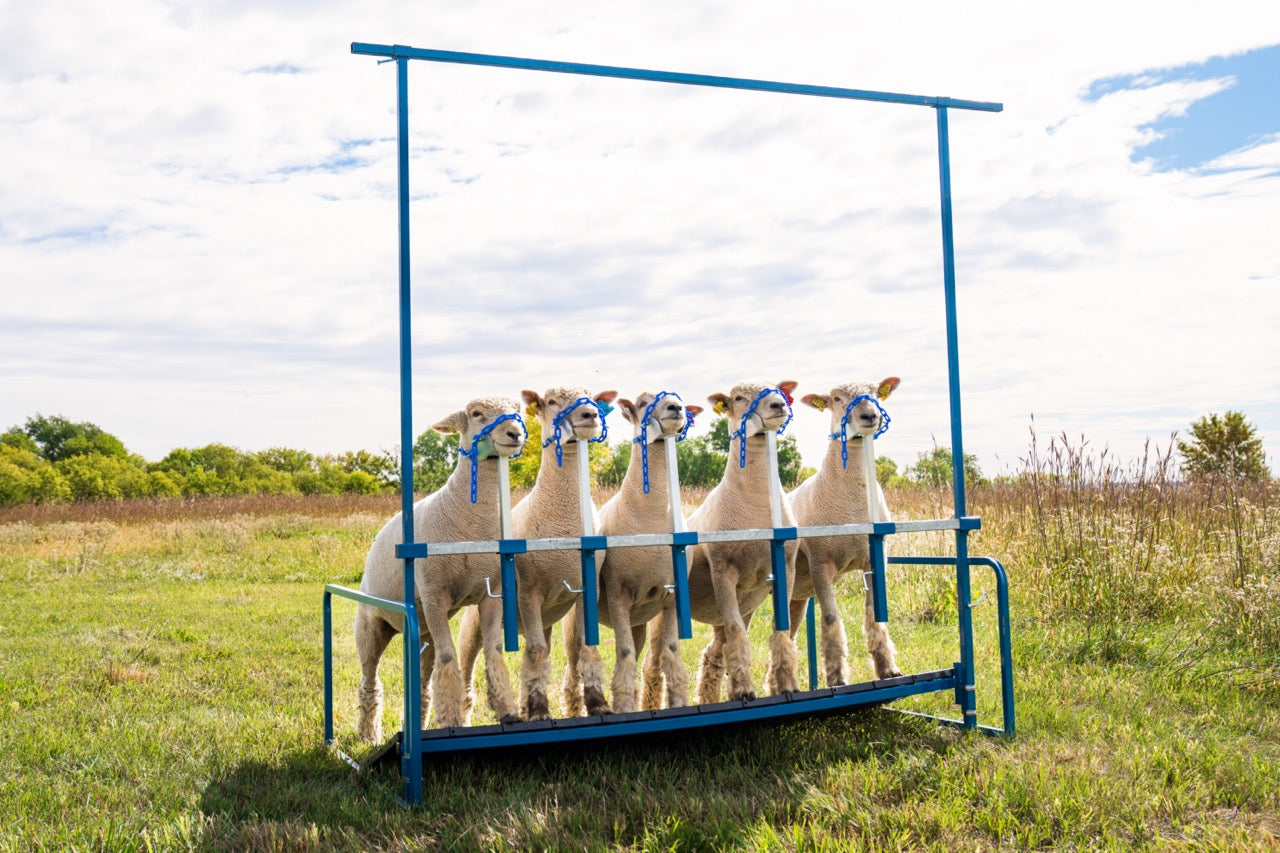 Sheep and goat livestock grooming stand setup designed for safer handling and routine management