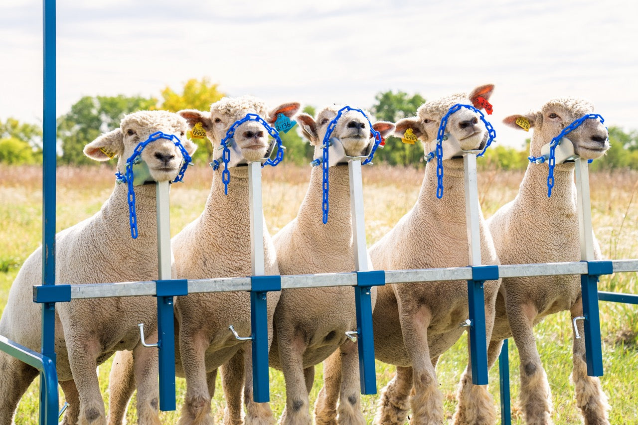 5-Head Show Rail (740-5COMP) installed in barn layout for efficient sheep and goat handling