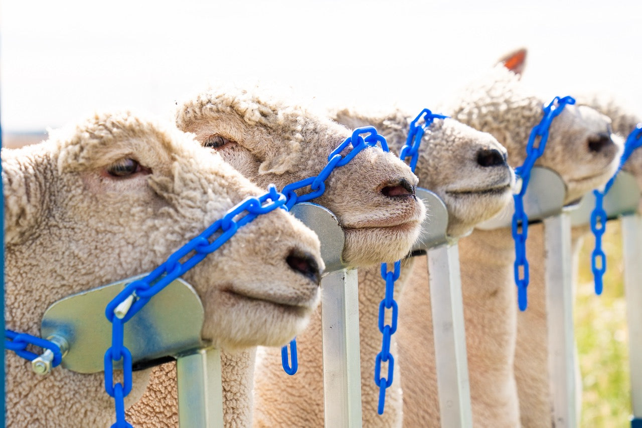 Panel system used for hoof trimming, sorting and controlled livestock movement