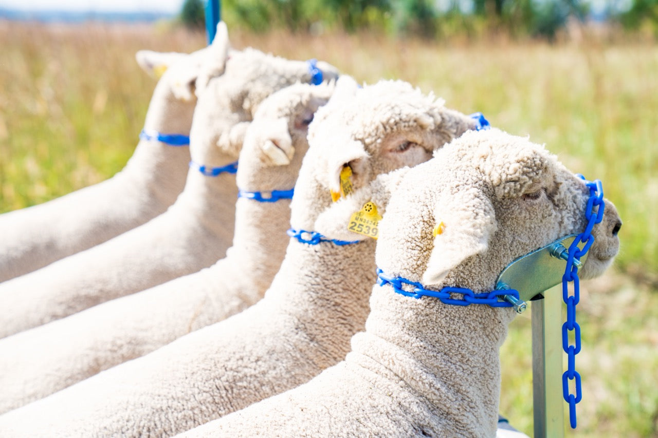 Small Head Piece –Item 0731-S installed in barn layout for efficient sheep and goat handling