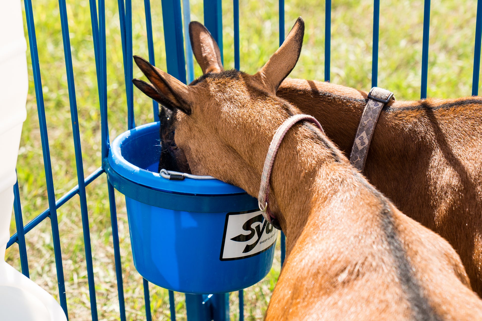 Sydell Deluxe Pail Bracket – 10" Diameter Bucket Holder for Sheep, Goats & Small Livestock | Items #0236 / #0237 / #0238 installed in barn layout fo