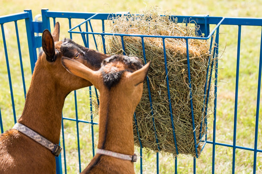 Wire hanging basket for hay feeding sheep and goats - lifestyle photo