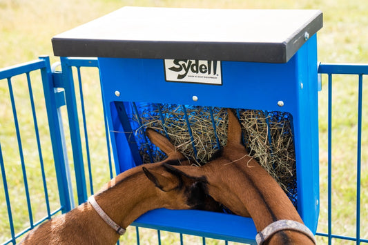 Goats eating Poly hanging hay basket for feeding sheep or goats
