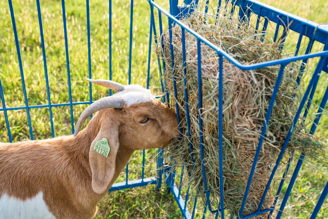 Sheep and goat bale feeder setup designed for safer handling and routine management