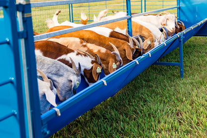 Sheep and goat bale feeder setup designed for safer handling and routine management