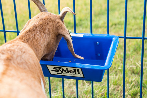 Sydell poly trough for feeding goats and sheep livestock feeders