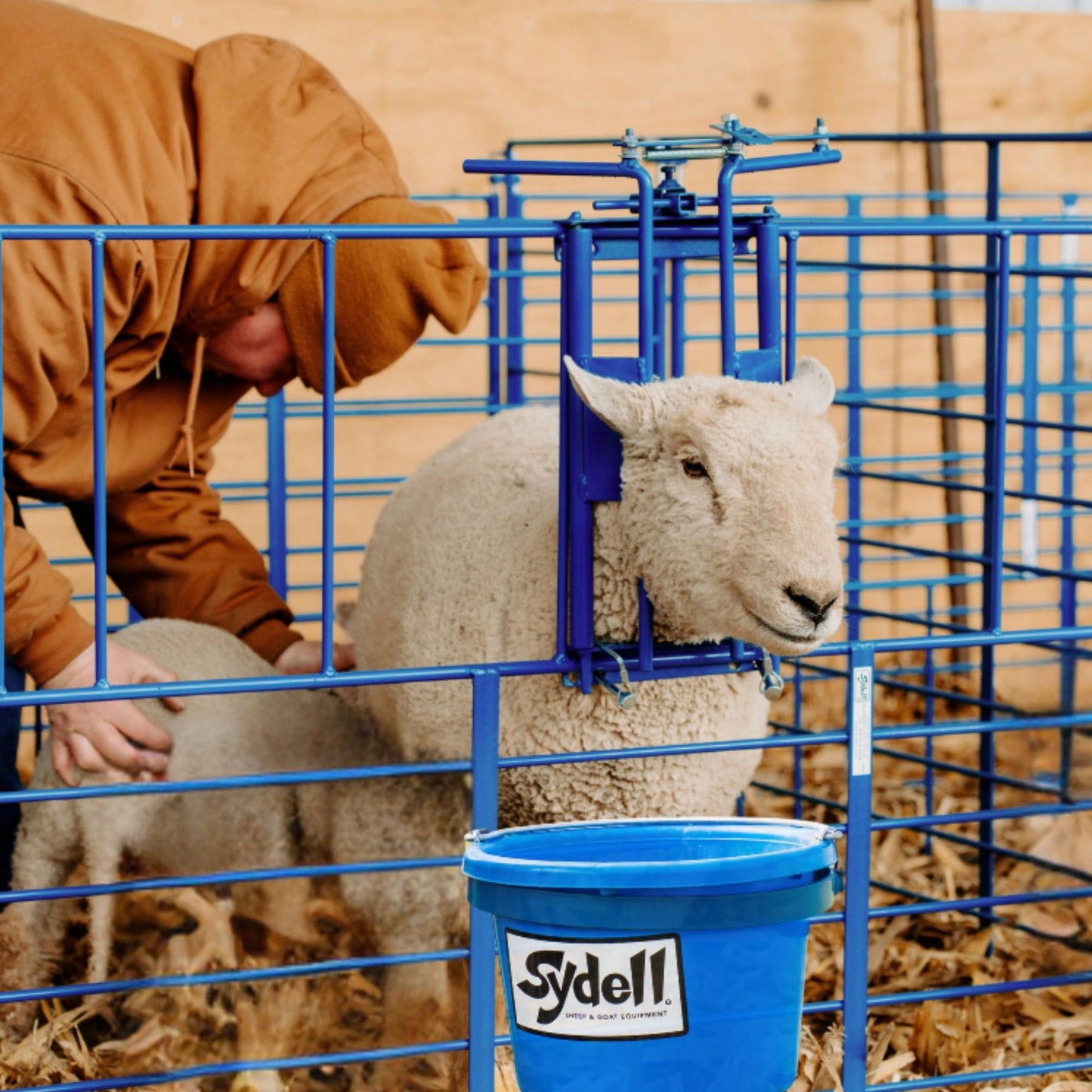 Ewe Headlock for 400 Panels for Sheep & Goats | Sydell #0490