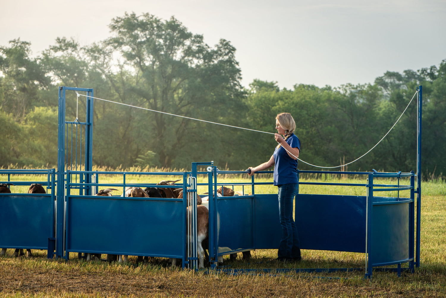 Person standing next to a blue livestock pen with animals inside, in an outdoor setting.