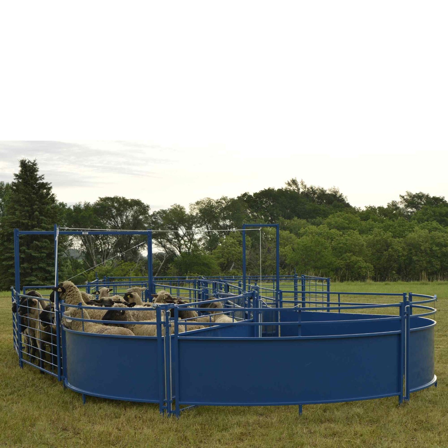 14' Diameter Sorting Tub for Sheep & Goats | Sydell #0992TUB