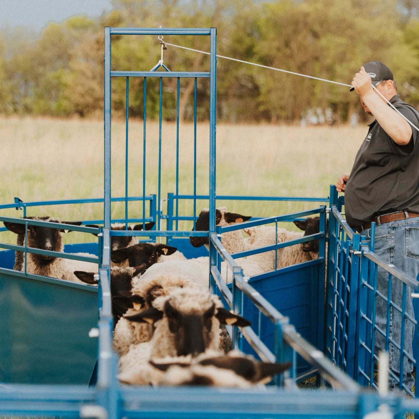 Complete Corral Working System B for Sheep & Goats | Sydell #0992