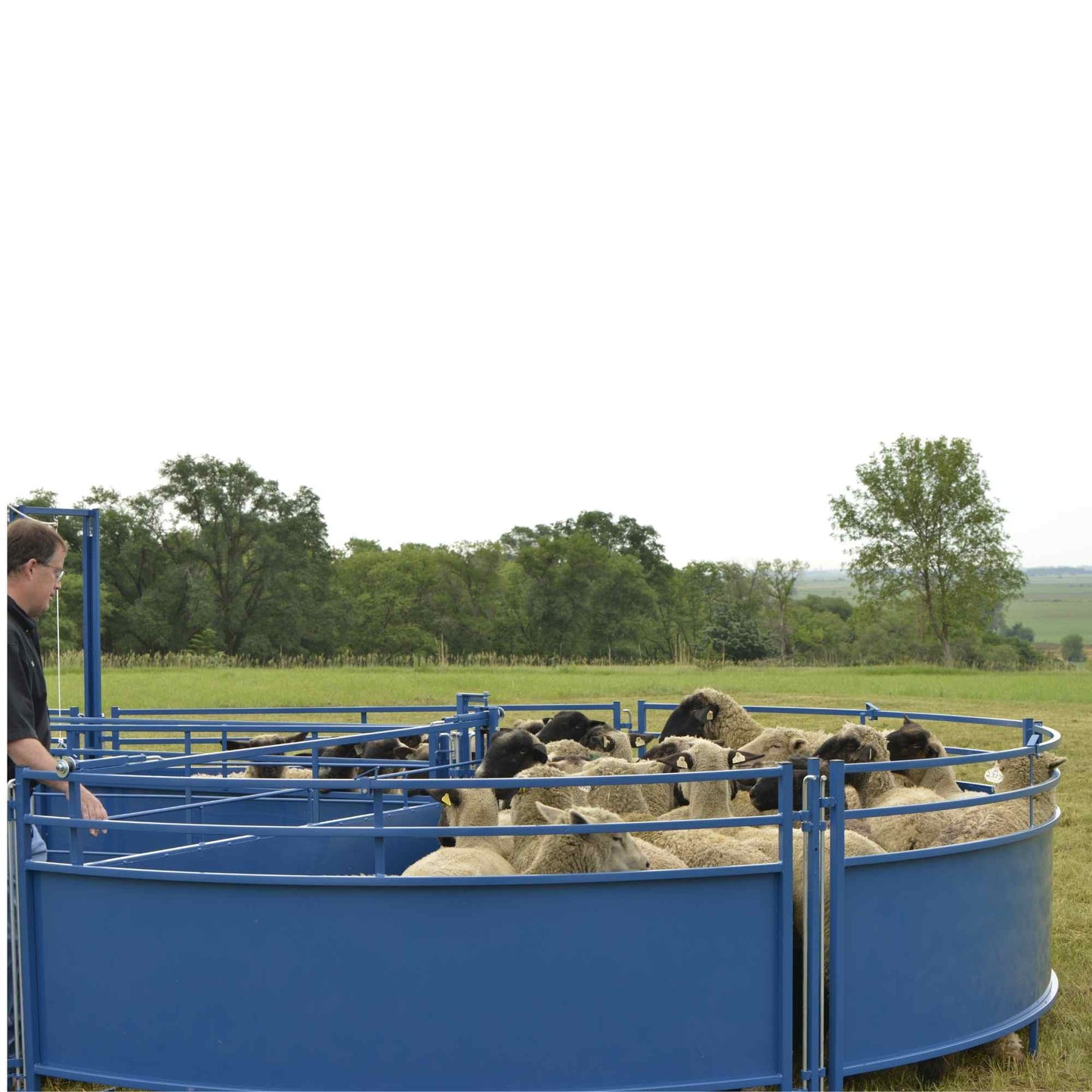 14' Diameter Sorting Tub for Sheep & Goats | Sydell #0992TUB