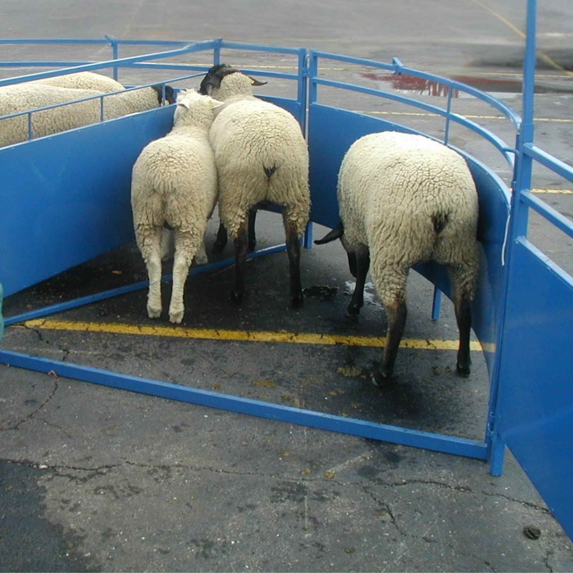 Sheep & Goat Working Stock Equipment | Handling & Management