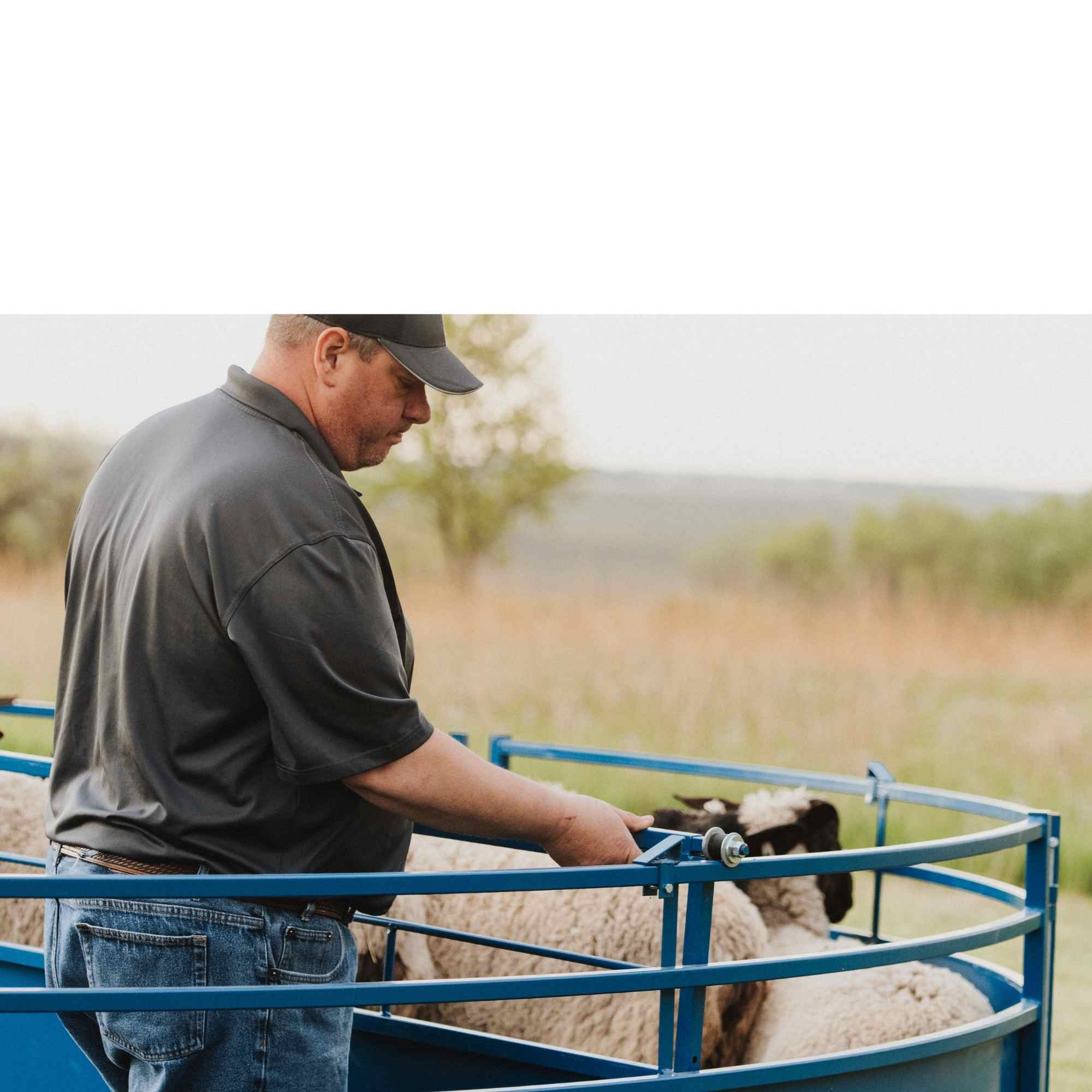 Sheep & Goat Working Stock Equipment | Handling & Management