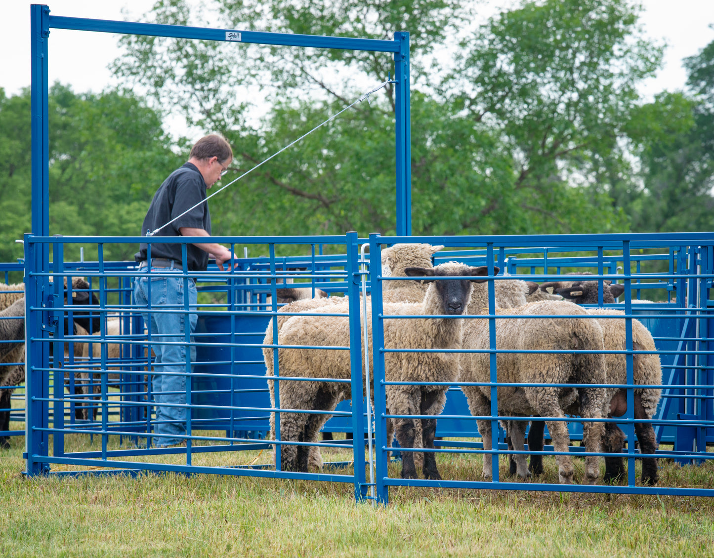 Arched 8' Swing Gate for Sheep & Goats | Sydell #0942-8 / #0942-8-G