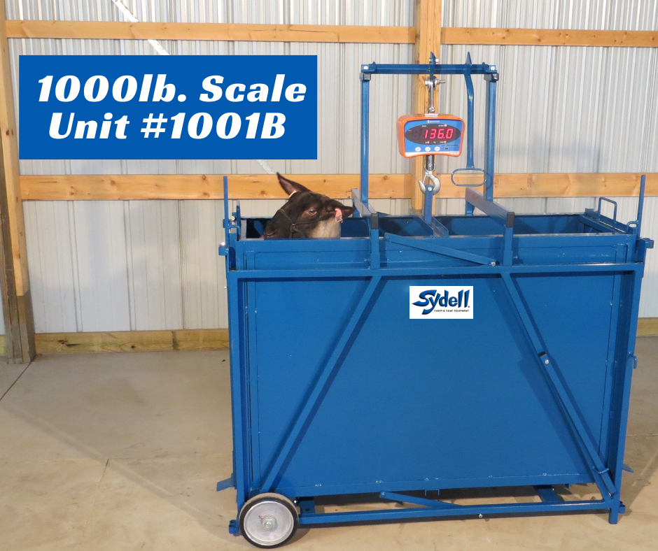 Sheep and goat handling equipment setup designed for safer handling and routine management