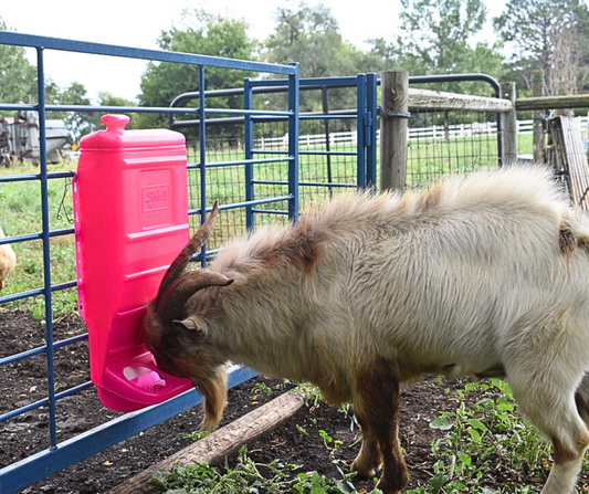 Bale feeder used for hoof trimming, sorting and controlled livestock movement