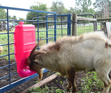 Pink Mineral Grain Feeder 1012