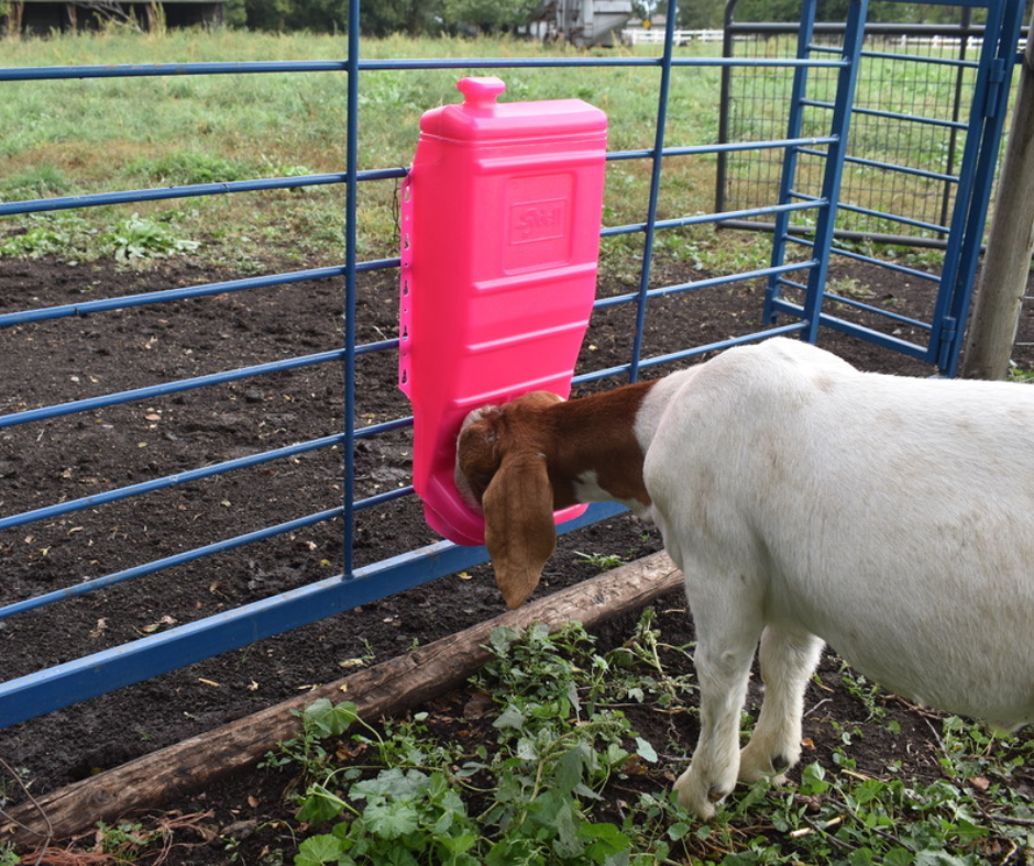 Pink Mineral & Grain Feeder #1012