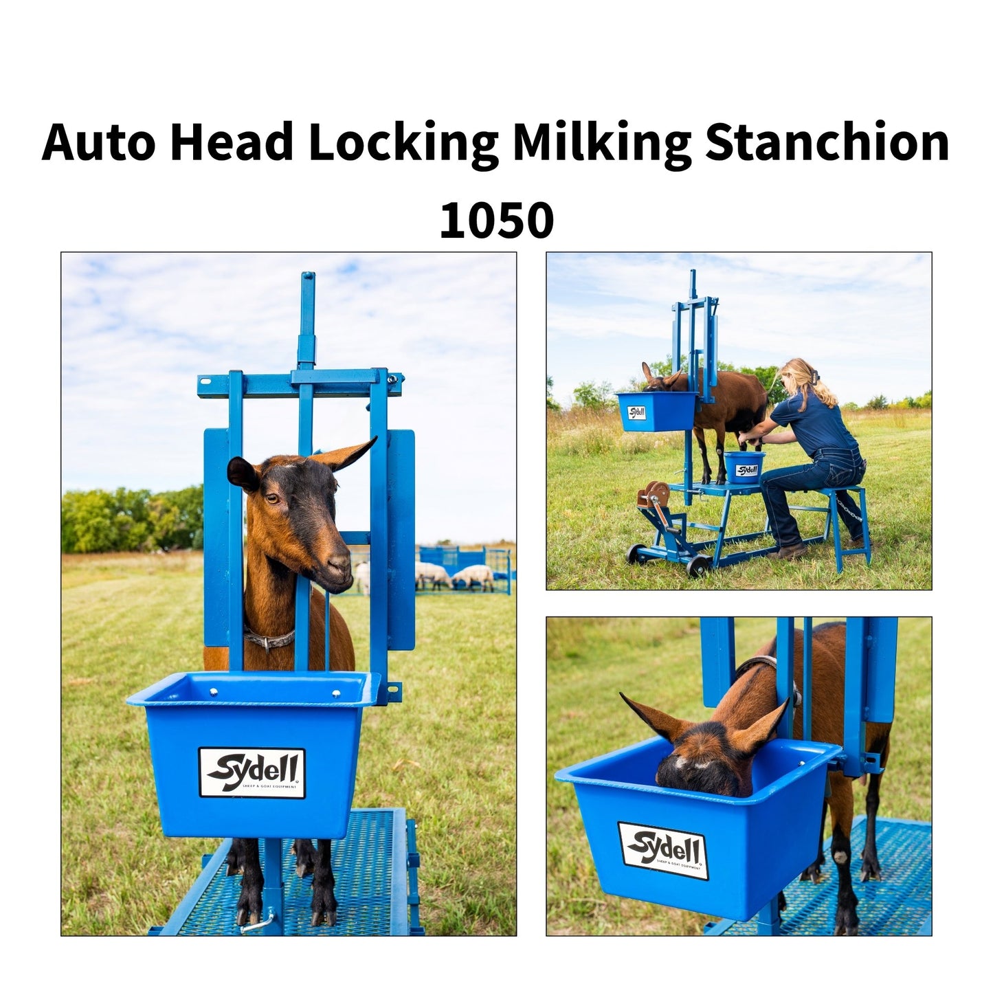 Auto Head Locking Milking Stanchion 1050B with 24" Extension for Stand for Sheep & Goats | Sydell #1050B