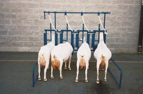 Sydell self standing parlor unit for goats and sheep farming