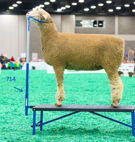 All Stands & Show Equipment – Sydell, Inc