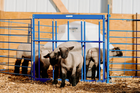 sydell-sheep-goat-farm-handling-equipment-livestock-freestandingpen-starterpen-freestanding-freestanding-lambing-kidding-lambingpen-kiddingpen-jug-lambingjug-kiddingjug-pen-holding
