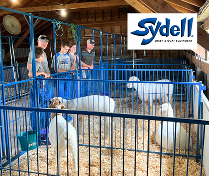Sheep and goat livestock stall panels setup designed for safer handling and routine management