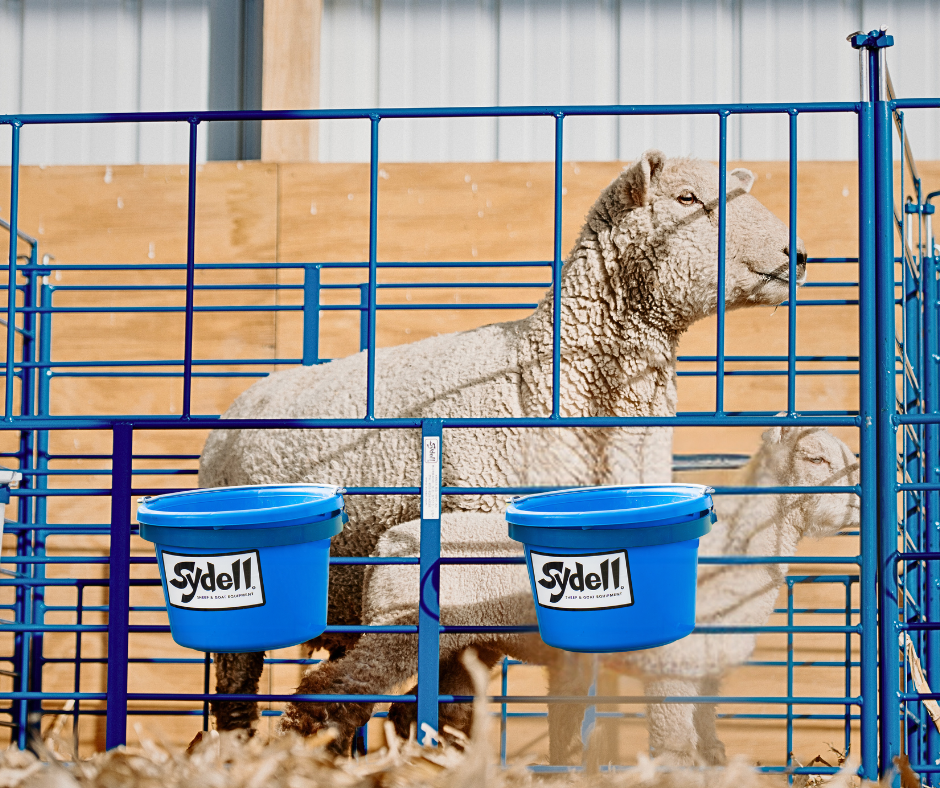 Heavy Duty Pail (223) installed in barn layout for efficient sheep and goat handling