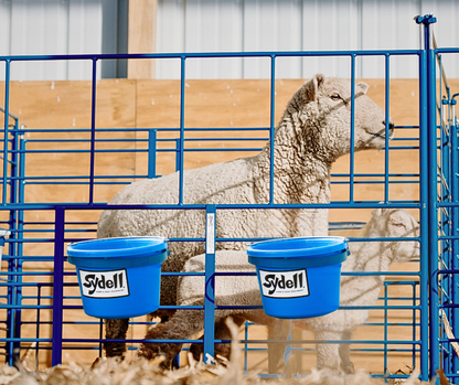 Heavy Duty Pail (223) installed in barn layout for efficient sheep and goat handling