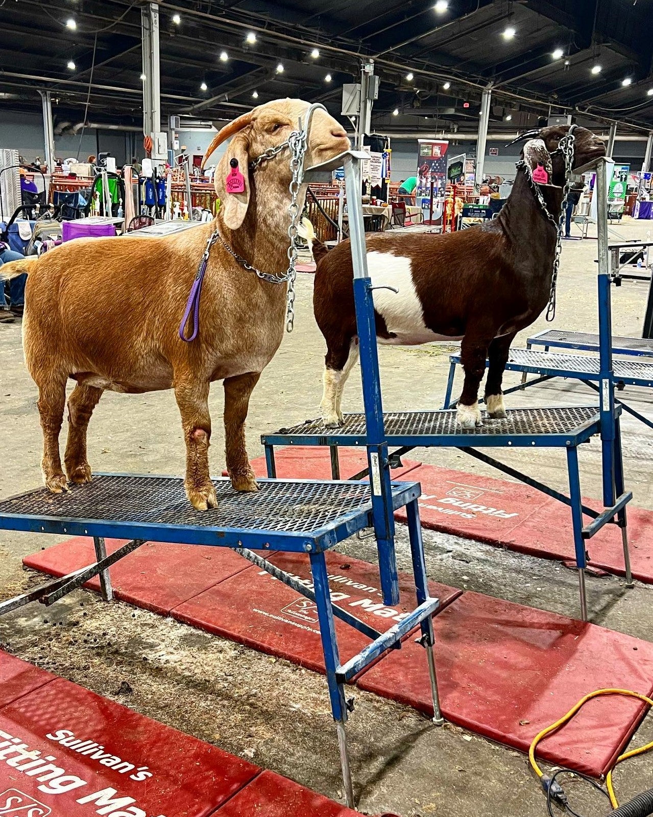 Detail view of fitting stand connection and adjustable components for sheep and goats