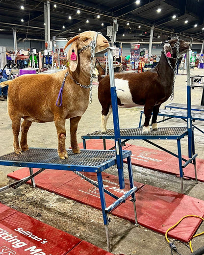 Detail view of fitting stand connection and adjustable components for sheep and goats
