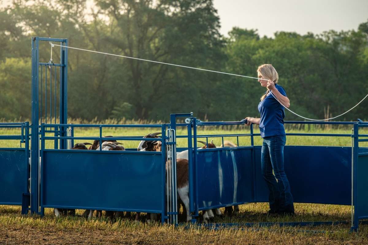 Load video: Sydell sheep and goat handling system in action at a working farm