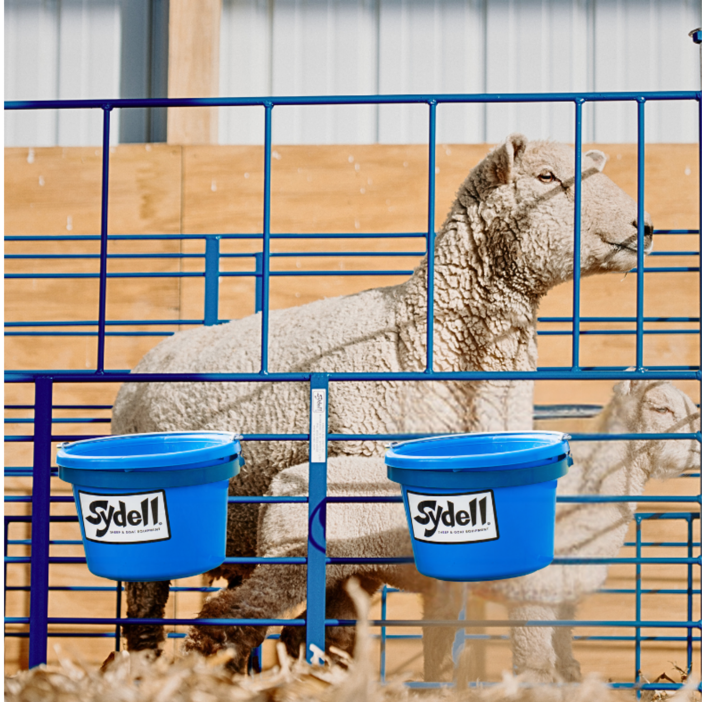 Freestanding Starter Pens for Sheep & Goats | Sydell #0112A