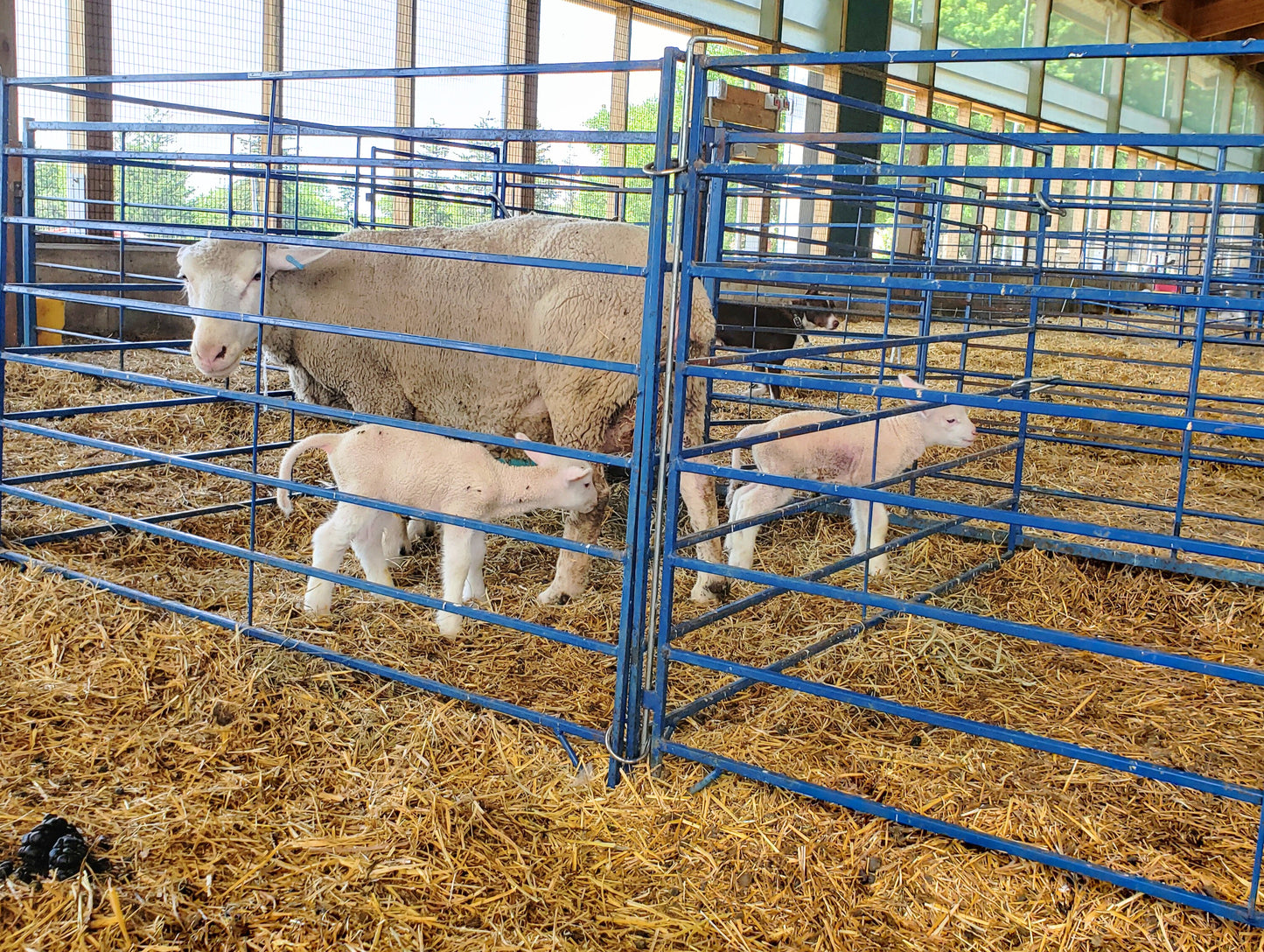 Sydell Folding Lambing & Kidding Pen Add-On – Wall-Mount | Sheep & Goat Pen (Model 0120B) installed in barn layout for efficient sheep and goat hand