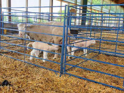 Sydell Folding Lambing & Kidding Pen Add-On – Wall-Mount | Sheep & Goat Pen (Model 0120B) installed in barn layout for efficient sheep and goat hand