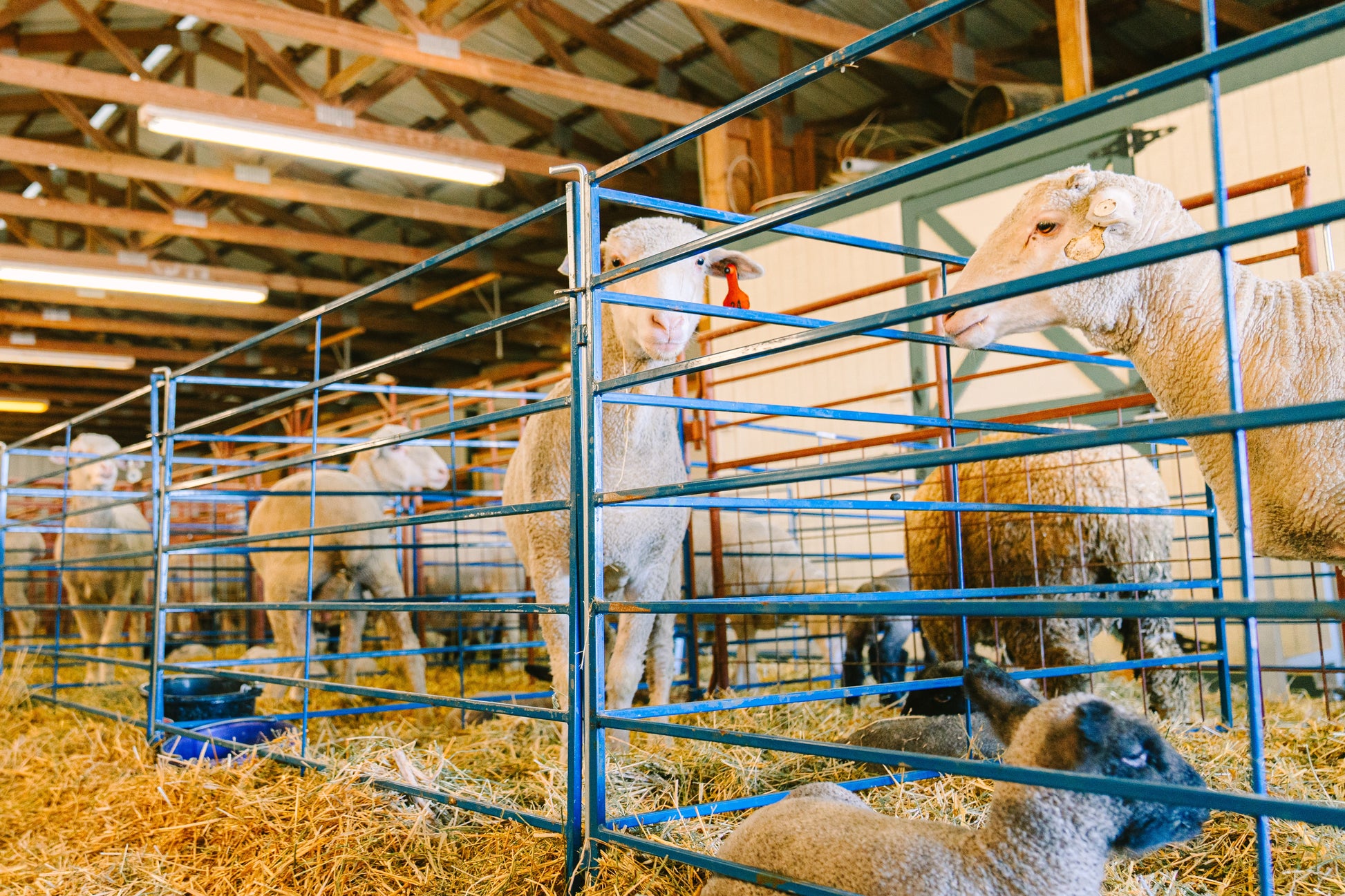 Sydell Goat Sheep Equipment folding freestanding pen 