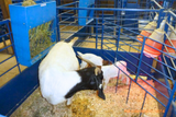 Sydell goat and sheep equipment farm handling livestock pens lambing kidding pens panel safety zone add-on pen