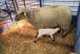 Sydell goat and sheep equipment farm handling livestock pens lambing kidding pens panel safety zone add-on pen