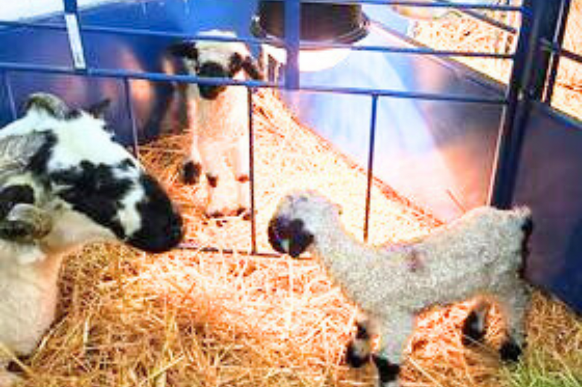 Sydell goat and sheep equipment farm handling livestock pens lambing kidding pens panel safety zone add-on pen