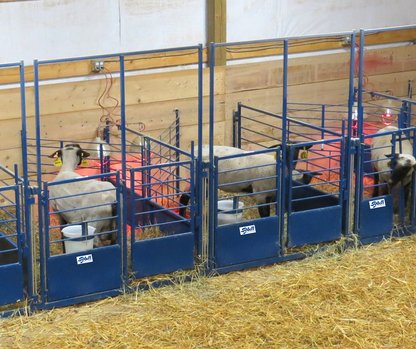 Detail view of lambing pen connection and adjustable components for sheep and goats