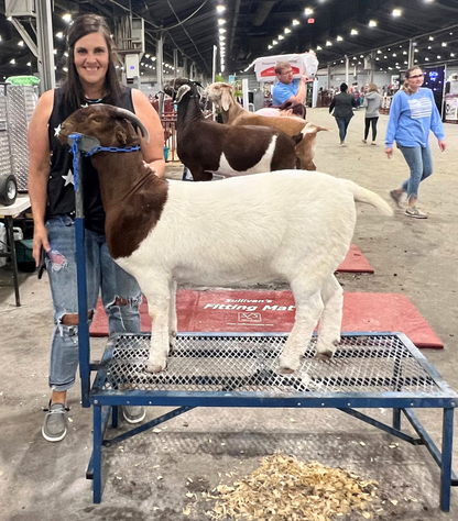Sheep and goat livestock grooming stand setup designed for safer handling and routine management