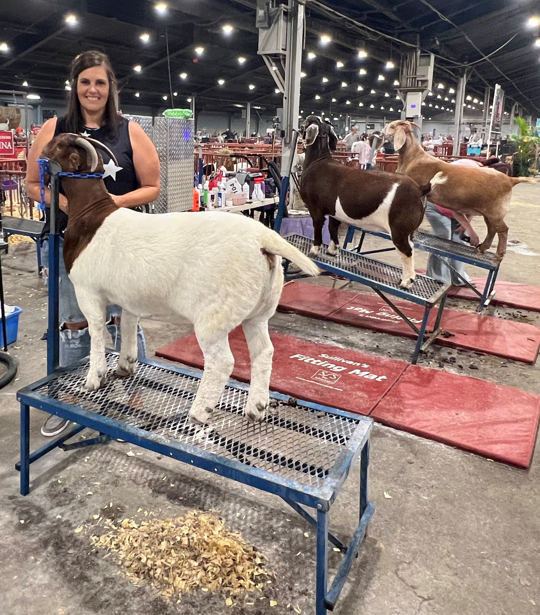 Fold-Up Fitting Stand (0705) sheep and goat show stand for livestock handling and animal flow