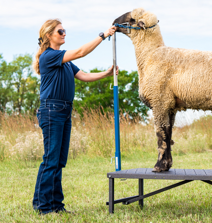 H.A.S.S. Hydraulic Adjustable Stand - Sheep & Goats | Sydell 0710 installed in barn layout for efficient sheep and goat handling