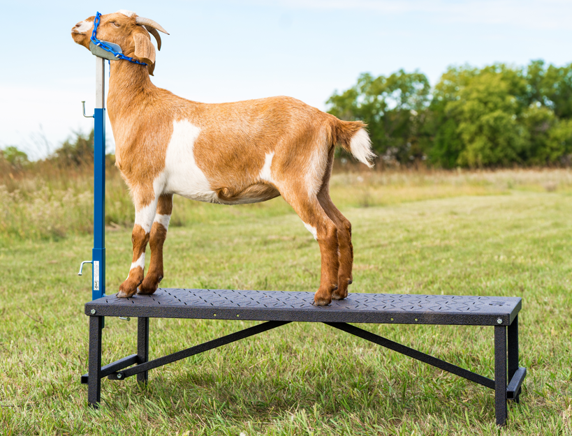 H.A.S.S. Hydraulic Adjustable S | Sheep & Goat Show Equipment | Sydell ...