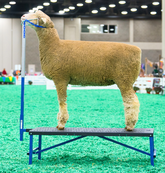 H.A.S.S. Hydraulic Adjustable Stand - Sheep & Goats | Sydell 0710 sheep and goat fitting stand for livestock handling and animal flow