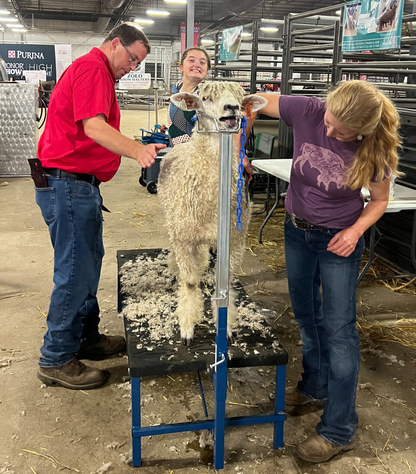 H.A.S.S. Hydraulic Adjustable Stand - Sheep & Goats | Sydell 0710 installed in barn layout for efficient sheep and goat handling