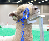 Nose Loop Head Piece 0730